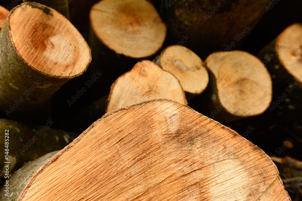 Baumstamm Querschnitt nach Abholzung im Wald Baumstamm Querschnitt nach Abholzung im Wald
