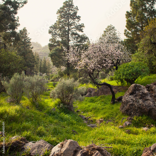 Pink Blooming almond trees in Gran Canaria Mountains. photo