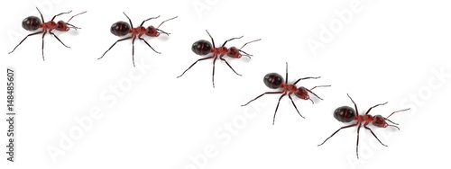 realistic 3d render of ants walking