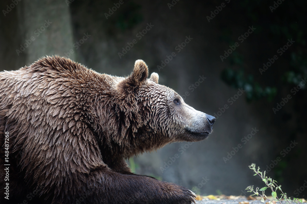 Fototapeta premium Brown bear, captive. A brown bear male specimen, taken out of profile. Bear lying down, half bust.