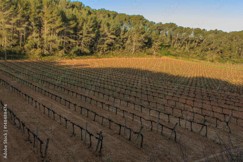 The vineyards: the main and essential base of wine