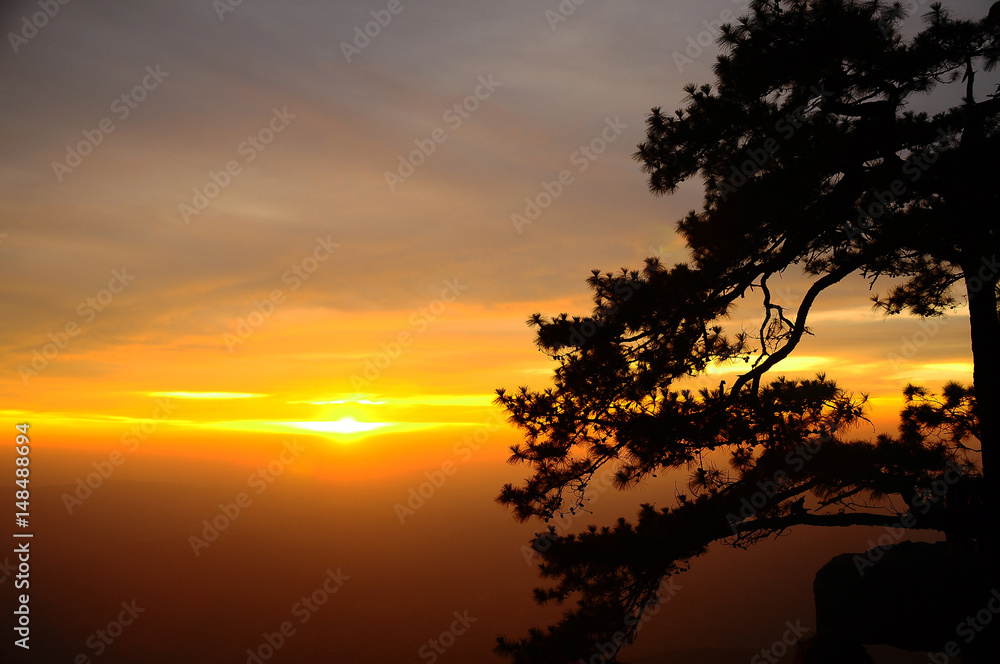 Silhouette of Beautiful Japanese pine trees on Sunset  background