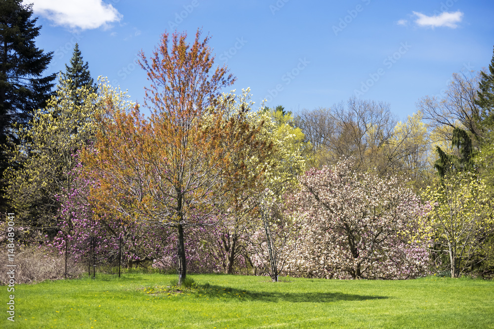 Spring flowering trees in different colors on vibrant grassy parkland