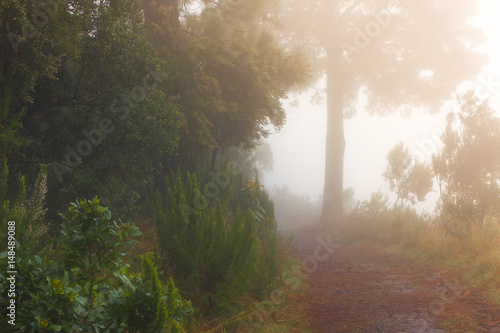 Pinus canariensis. Misty foggy forest in Tenerife  Spain  winter weather