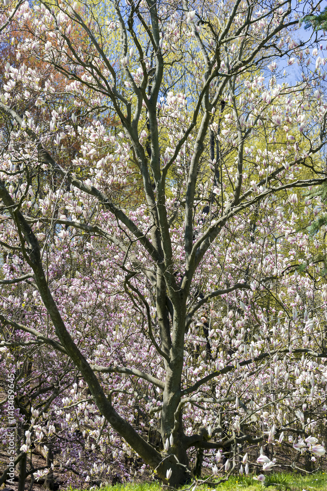 Beautiful flowering tree with dark reaching branches and light pink blossoms Beautiful flowering tree with dark reaching branches and light pink blossoms