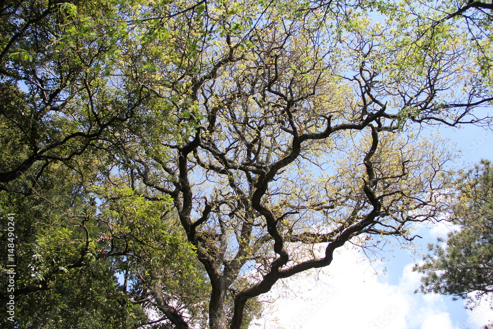 spring forest .bizarre shapes of the trees against the sky spring forest .bizarre shapes of the trees against the sky