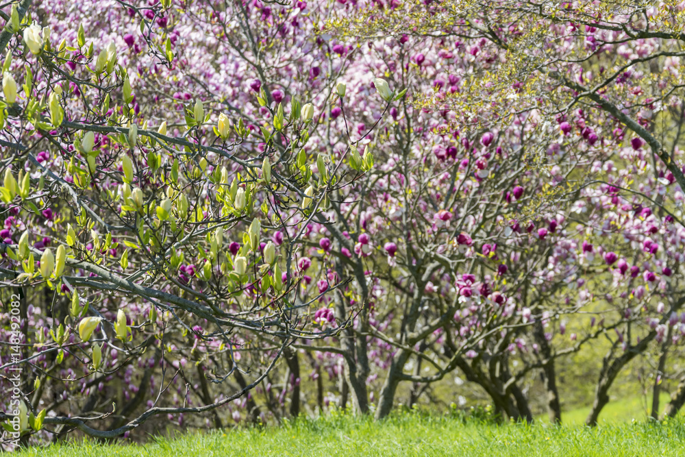 Layers of magnolia flowering tree branches in differing focus