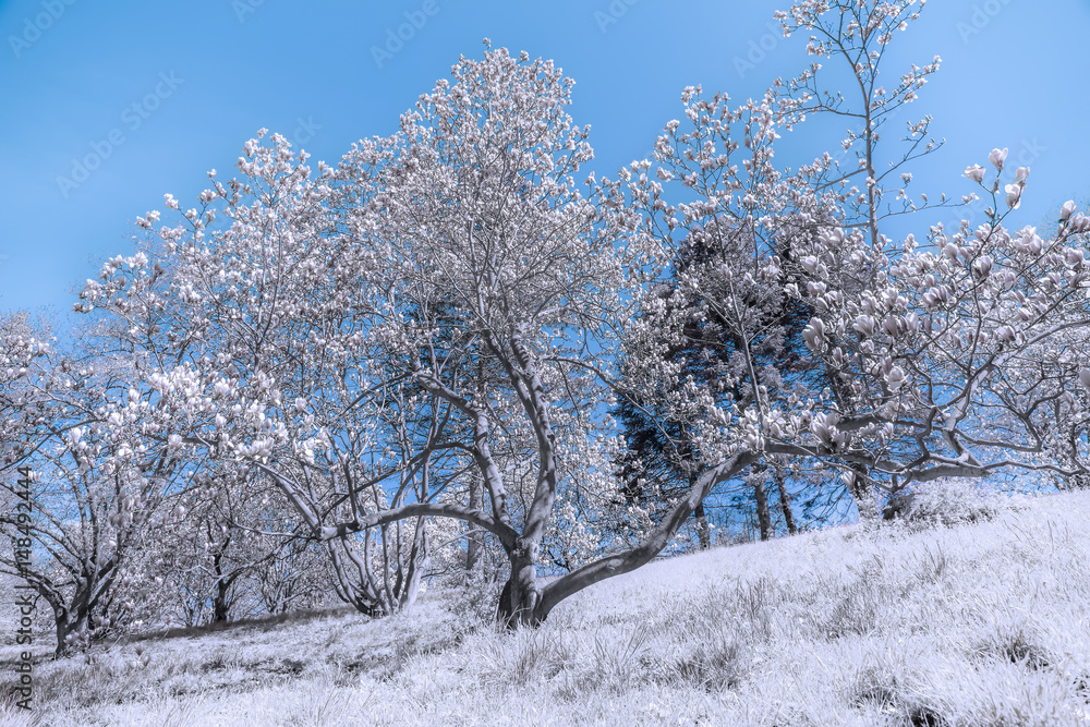 Sprawliing spring flowering magnolia tree on a gentle hill, infrared Sprawliing spring flowering magnolia tree on a gentle hill, infrared