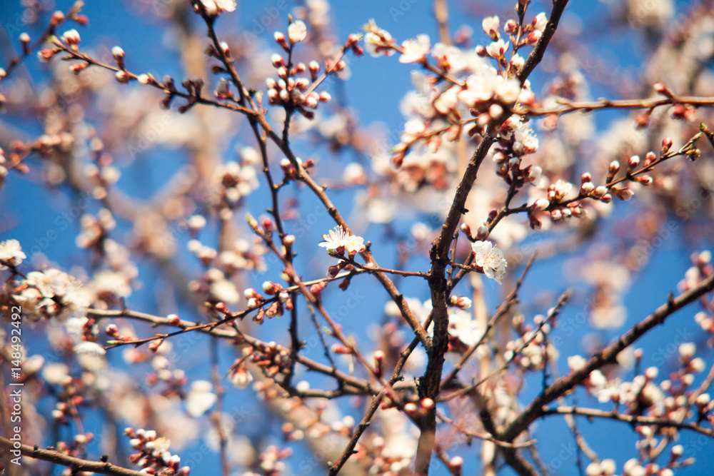 Spring. apple Trees in Blossom. flowers of apple. white blooms of blossoming tree close up. Beautiful spring apricot tree with white flowers. Spring. apple Trees in Blossom. flowers of apple. white blooms of blossoming tree close up. Beautiful spring apricot tree with white flowers.