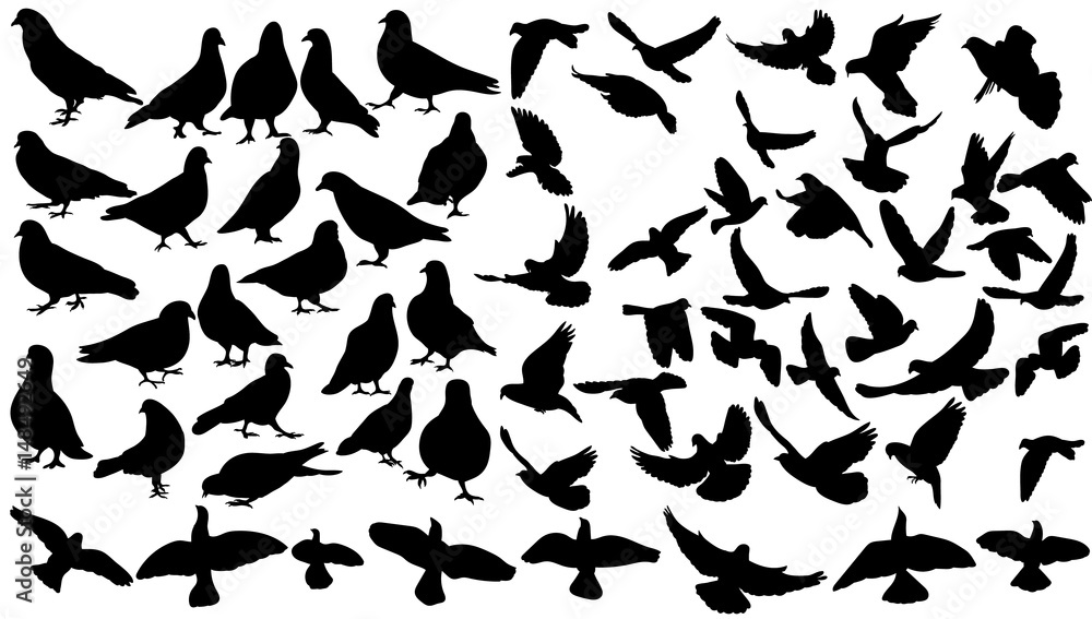 Obraz premium Silhouette of flying birds, collection