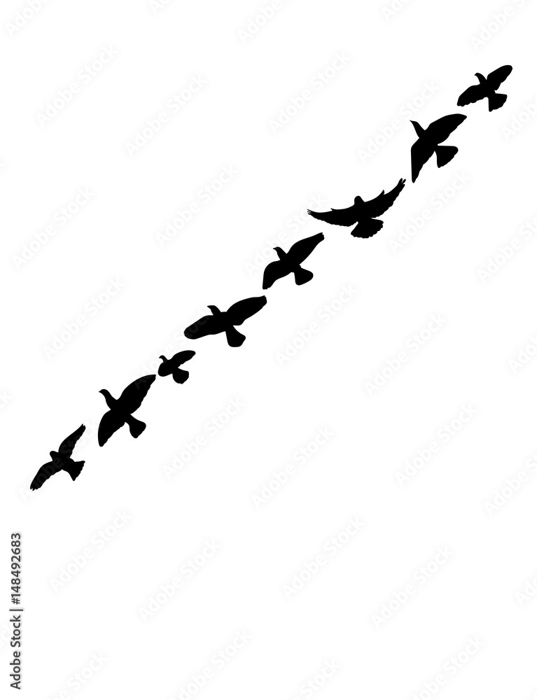Silhouette of flying birds, flight, flock Silhouette of flying birds, flight, flock