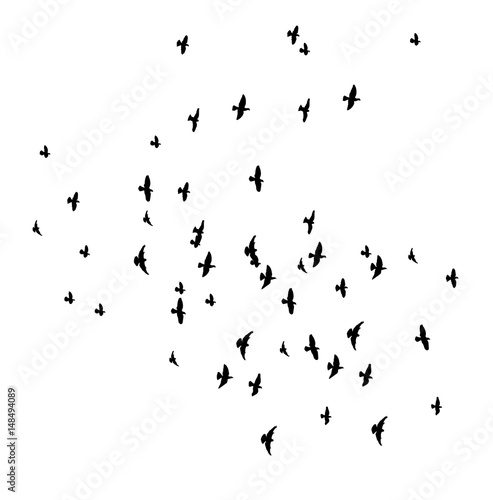 Silhouette of flying birds  flight  flock  many