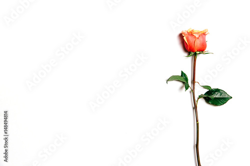 Top view of fresh rose over white background with copy space