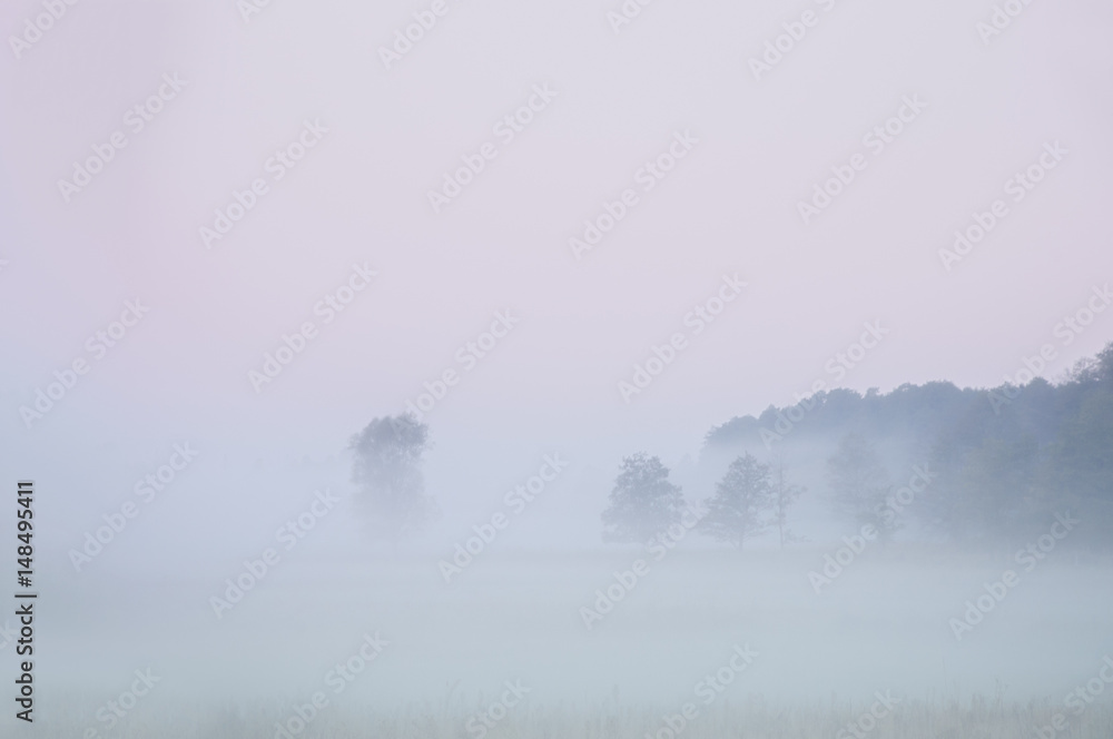 Dawn, trees, fog