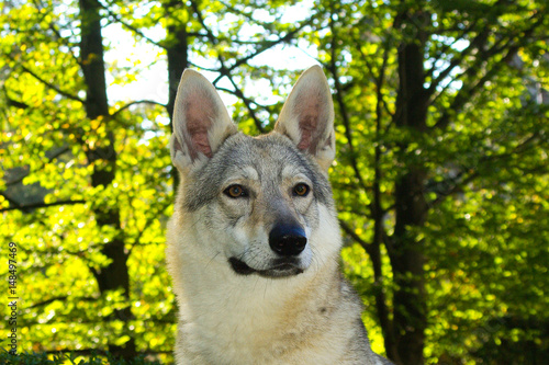 Dog Czechoslovakian wolfdog photo