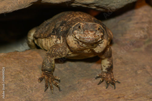 chuckwalla