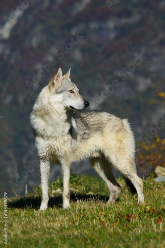Dog Czechoslovakian wolfdog © Ricant Images