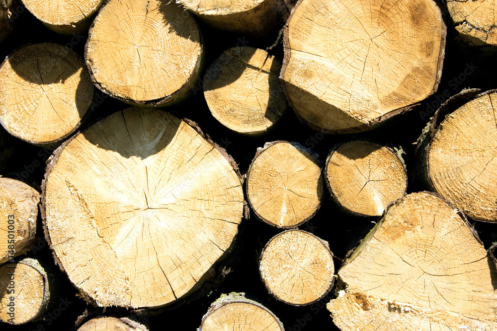 Naklejka premium Trunks of trees