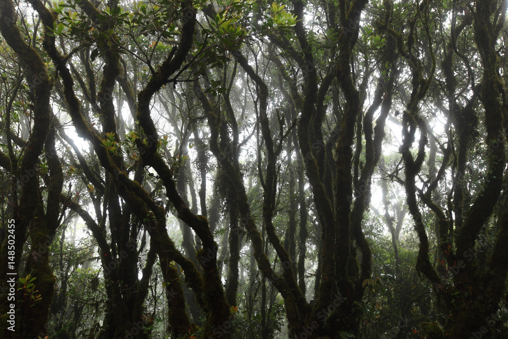 Obraz premium Condition of the forest in the rain forest on Khaoluang,Nakhon Sri Thammarat, Thailand