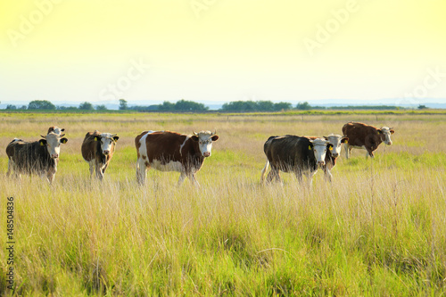 Cows grazing on pasture