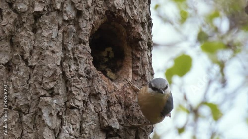 Pair of nuthatches (Sitta europaea) nesting. Woodland birds in the family Sittidae, preparing nest and likely incubating eggs