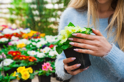 Fotografie Florist woman with flowers of primroses