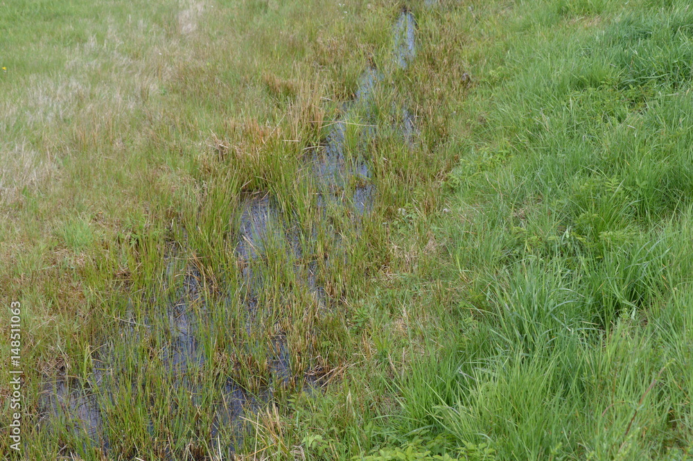 Obraz premium Gewässer am Wegrand