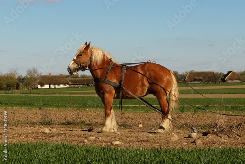 Koń na wsi