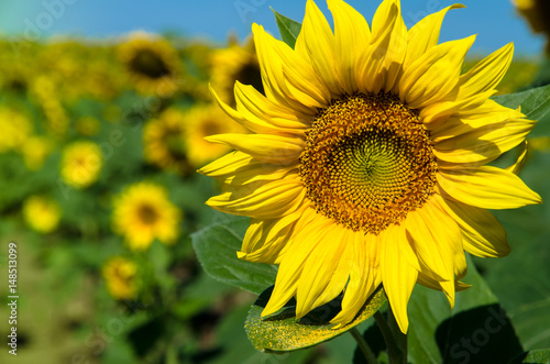 yellow sunflower