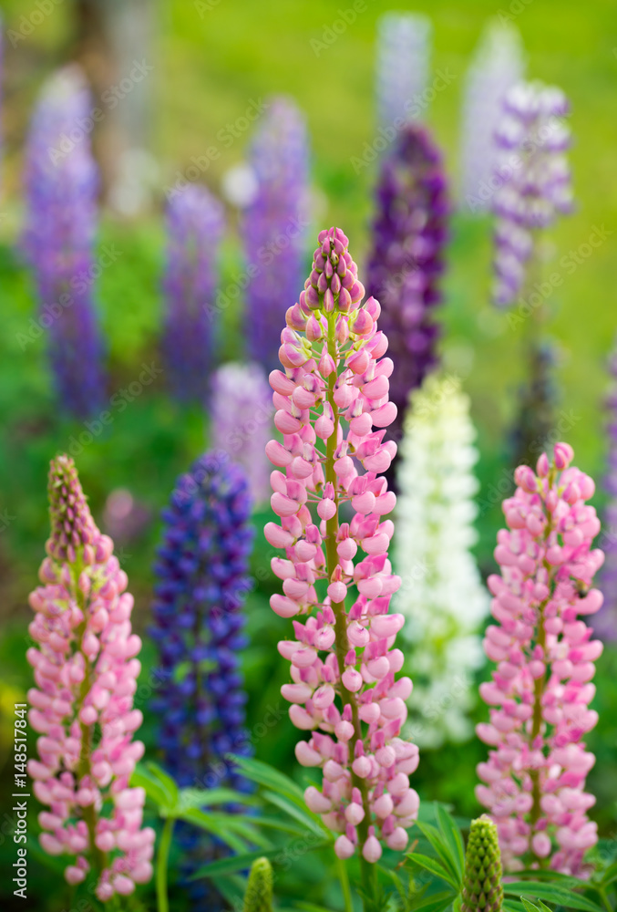 Colorful lupines Colorful lupines