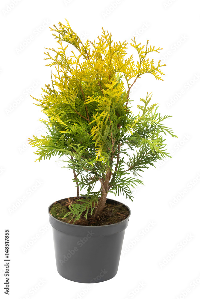 Beautiful golden Thuja in the form of a ball isolated on white background. Arborvitae. Beautiful golden Thuja in the form of a ball isolated on white background. Arborvitae.
