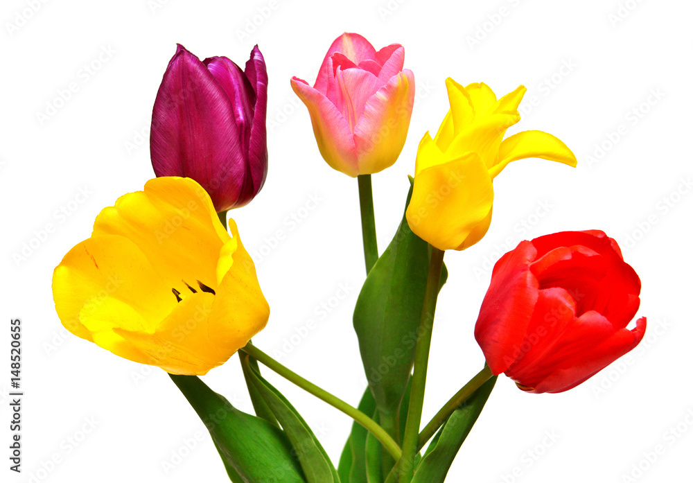 Bouquet of colorful and beautiful tulips flowers isolated on white background. Still life, wedding. Flat lay, top view Bouquet of colorful and beautiful tulips flowers isolated on white background. Still life, wedding. Flat lay, top view