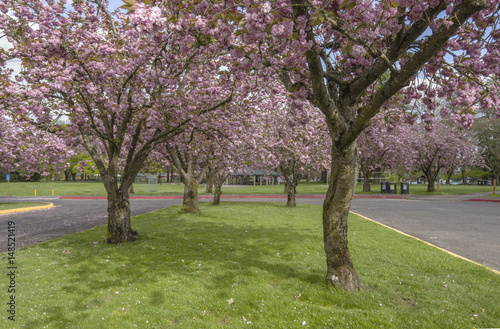 Spring blooms in a public park Oregon.
