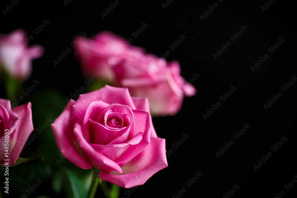 Fototapeta premium Beautiful pink rose