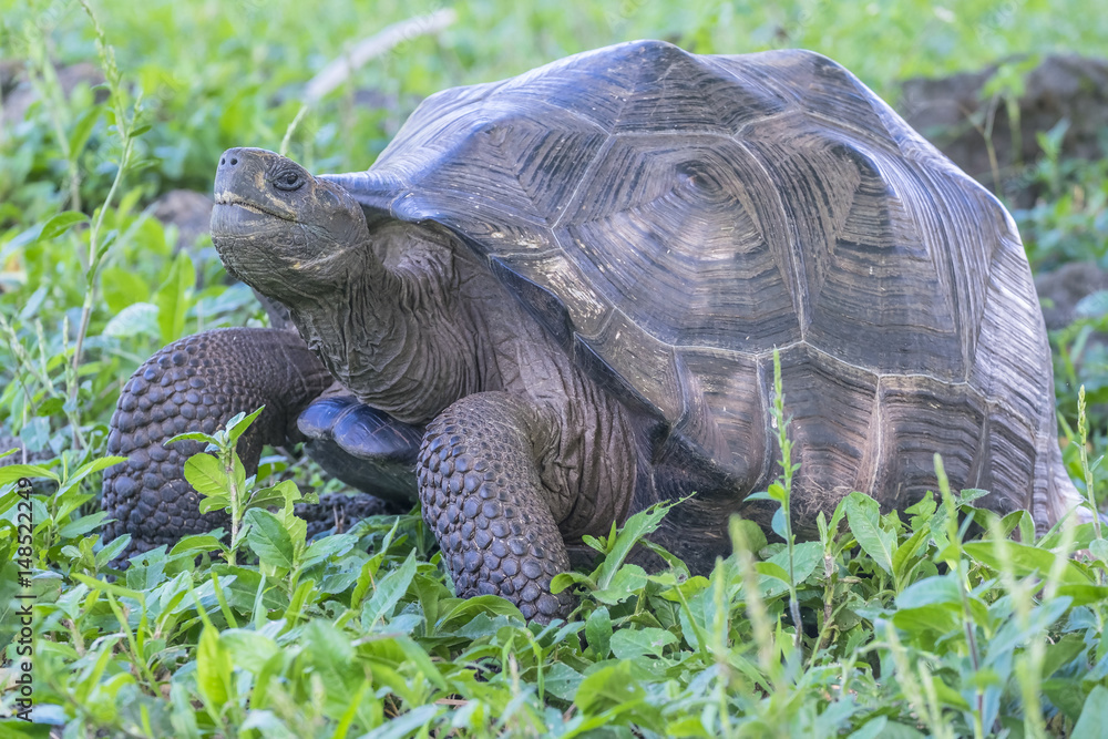 Fototapeta premium Close Up of Giant Tortoise of Santa Cruz in Galapagos Islands Ecuador