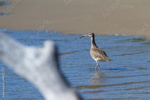 The long-billed curlew -Numenius americanus photo