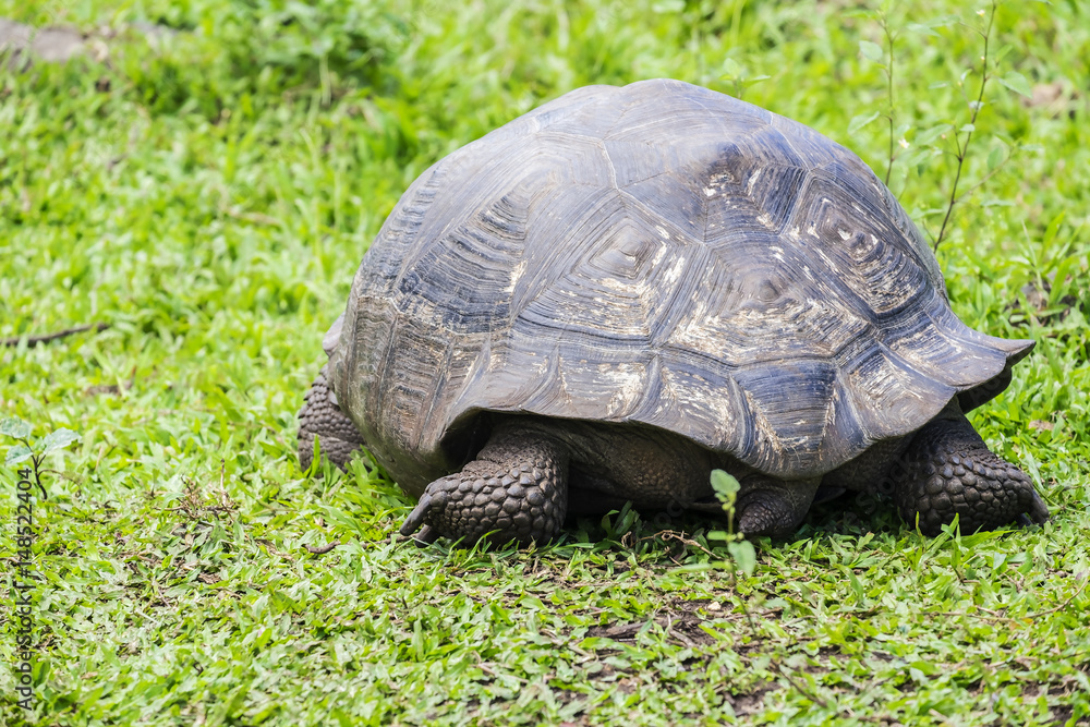 Close Up of Giant Tortoise of Santa Cruz in Galapagos Islands Ecuador Close Up of Giant Tortoise of Santa Cruz in Galapagos Islands Ecuador