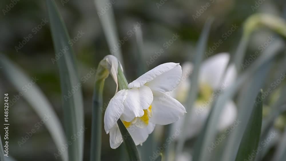 Flowering daffodils in the spring, cloudy weather. Selective focus.