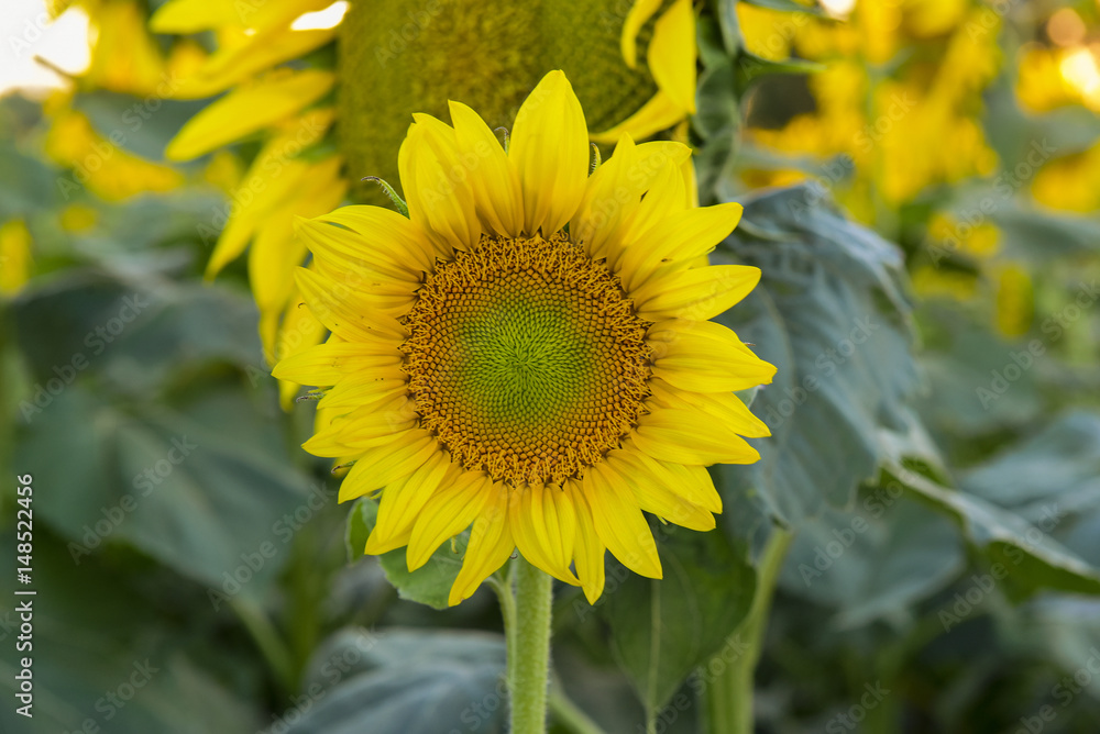 Sunflower, Pampas landscape, Argentina Sunflower, Pampas landscape, Argentina