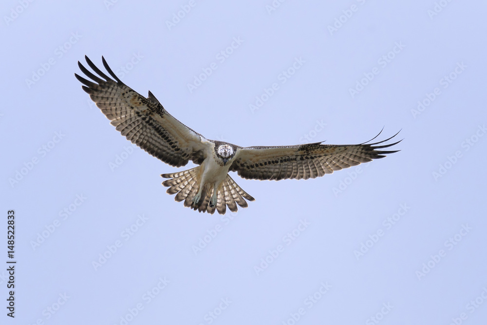 Fototapeta premium Osprey Pandion haliaetus in flight - hunting bird, blue sky natural background