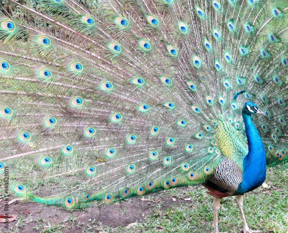 Obraz premium .......PAVO REAL