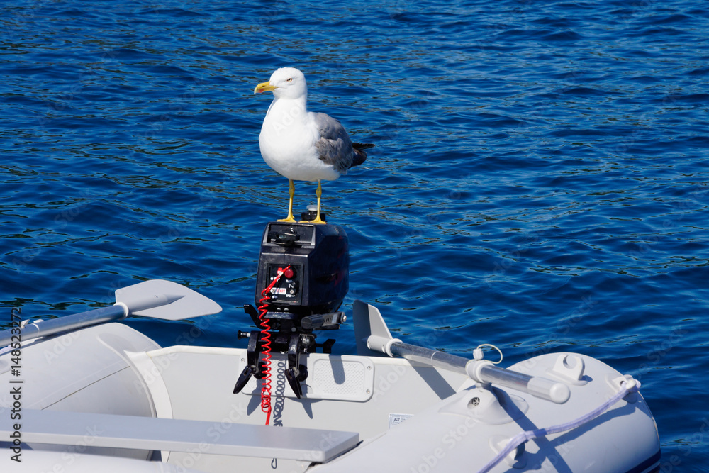 Möwe am Motor eines Schlauchbootes