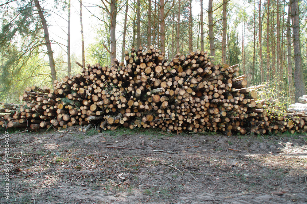 Pile of freshly cut wooden stakes in forest Pile of freshly cut wooden stakes in forest