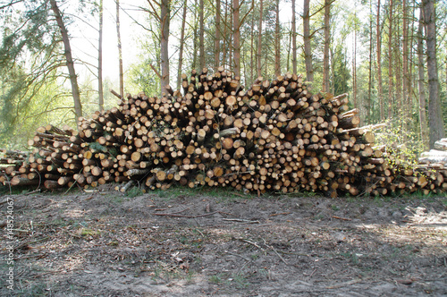 Pile of freshly cut wooden stakes in forest
