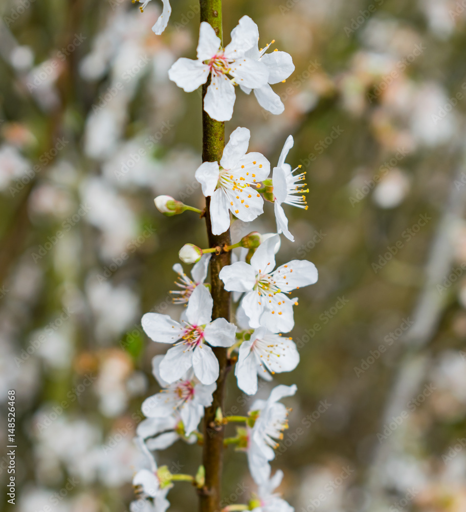 Fototapeta premium cherry blossom