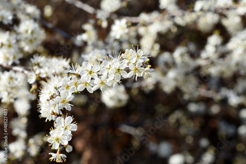 Spring white flowers on blur background