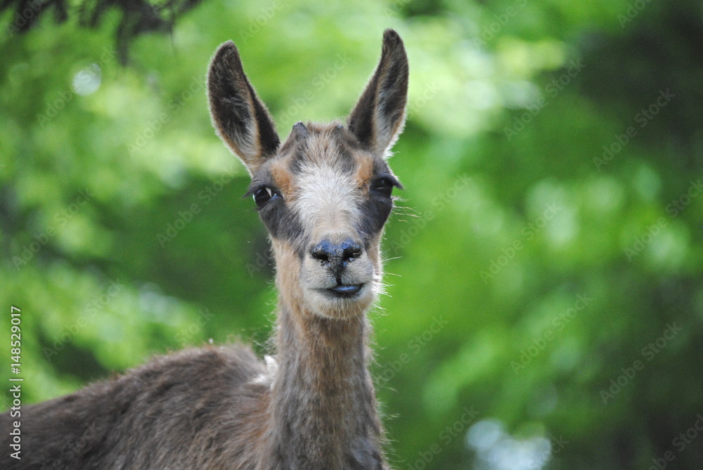 Fototapeta premium Isard