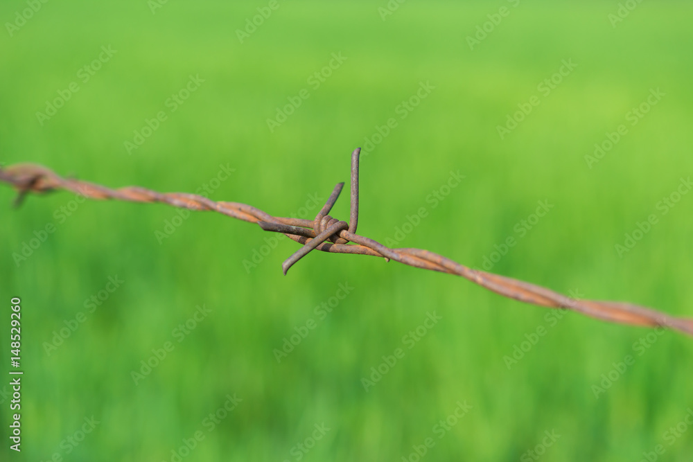 Close up of rusty barbed wire on green natural background Close up of rusty barbed wire on green natural background