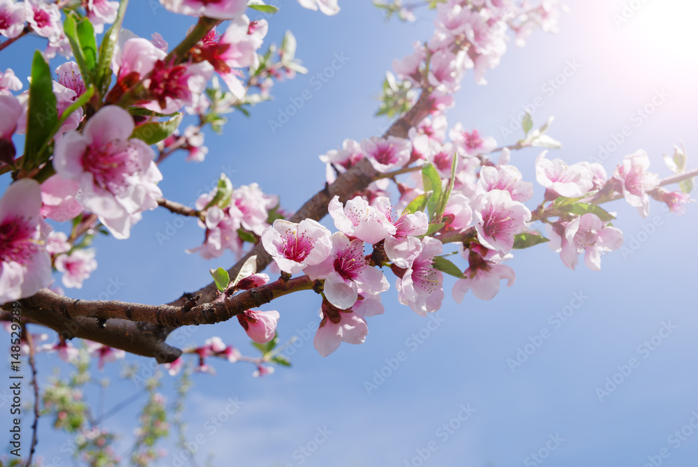 Apple orchard. Blossom tree over nature background. Spring flowers. Background Apple orchard. Blossom tree over nature background. Spring flowers. Background