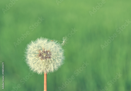 Vintage look of a beautiful dandelion flower on green natural background